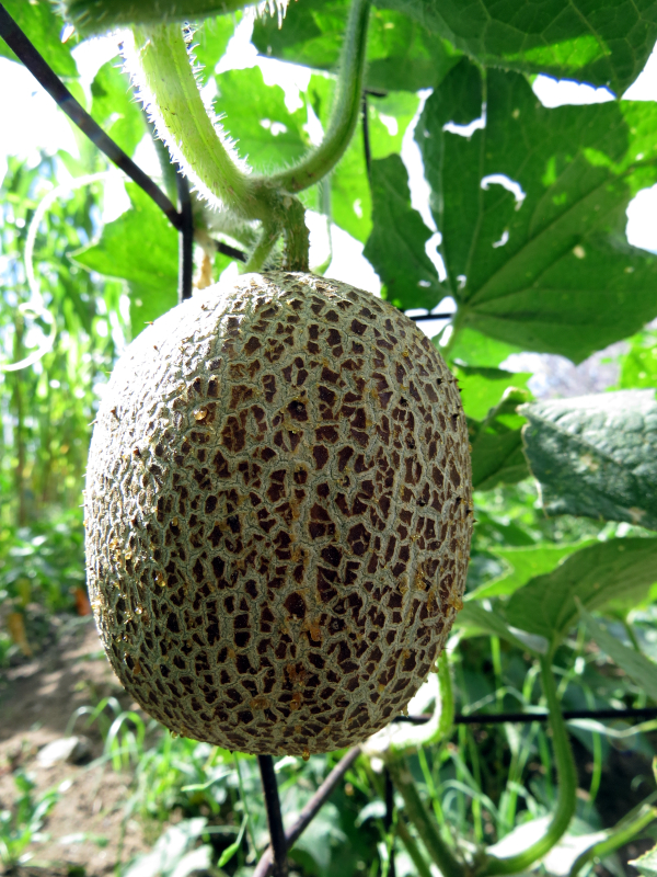 Brown Netted Cucumber (Brown Russian)